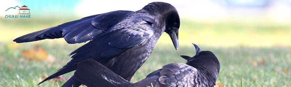 American Crow