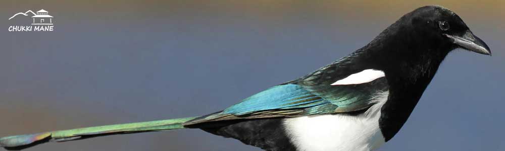 black billed magpie