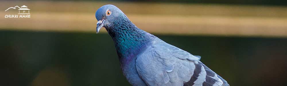 Blue Rock Pigeon