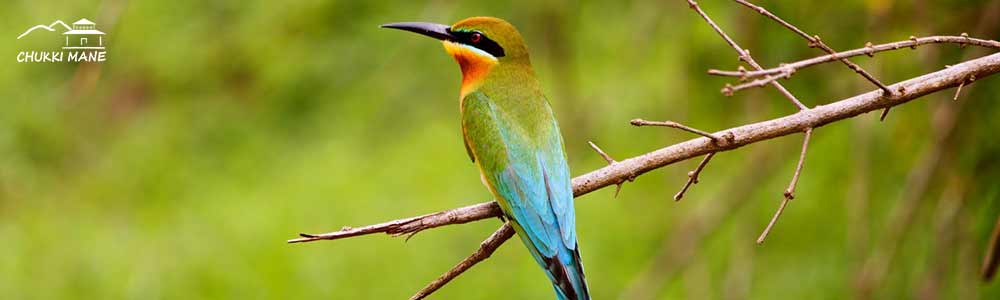Blue tailed Bee Eater