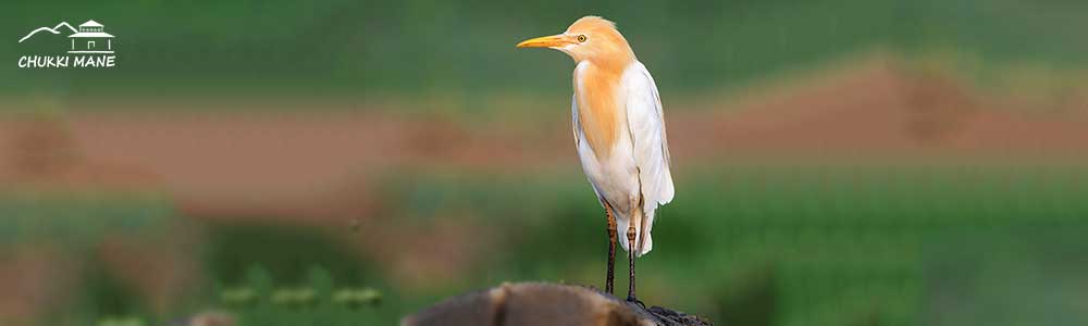 Cattle Egret