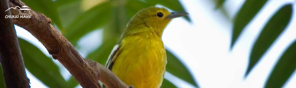 Common Iora