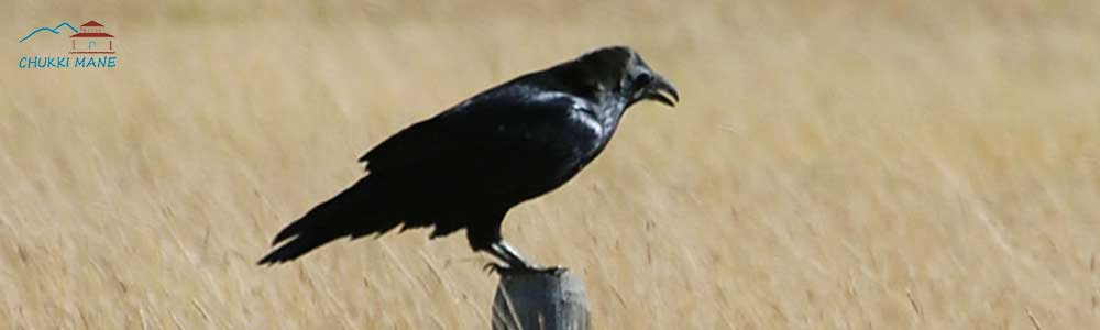 Common Raven