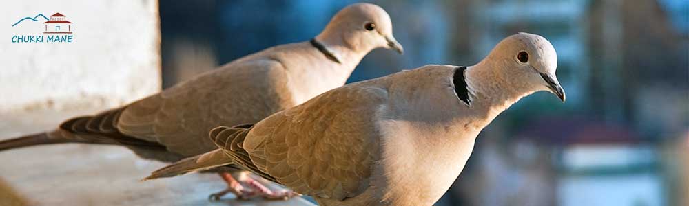 Eurasian Collared Doves