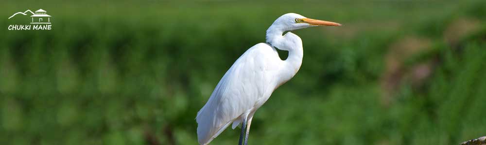 Intermediate Egret