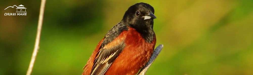 Orchard Oriole