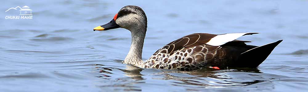 Spot Billed Duck