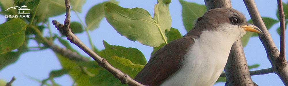 Yellow Billed Cuckoo