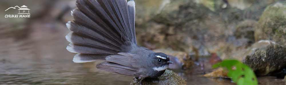 White Throated Fantail Flycatcher