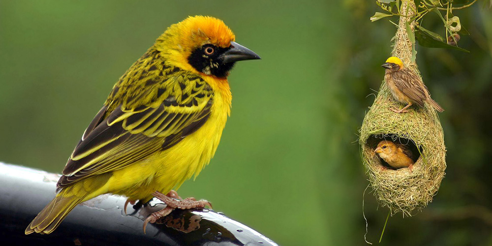 Baya weaver