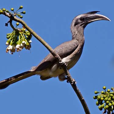 Indian Grey Hornbill