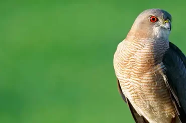 Shikra