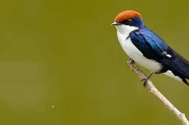 Wire Tailed Swallow