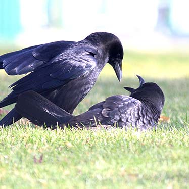 American Crow