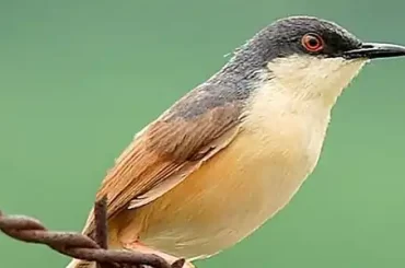 ashy-prinia