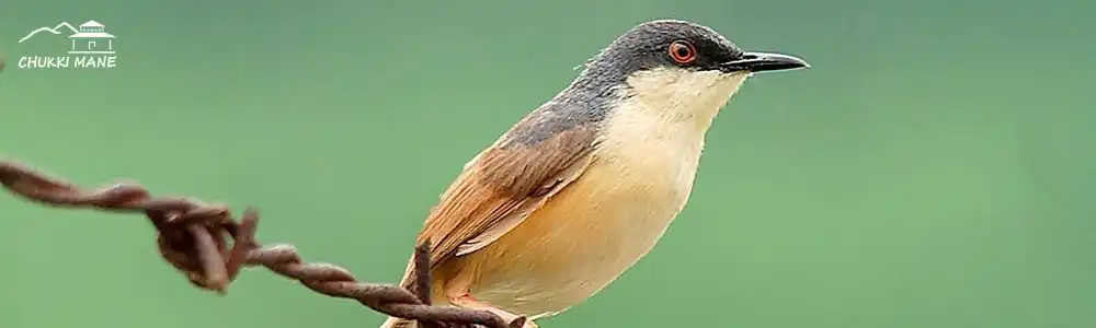 ashy-prinia