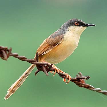 Ashy Prinia