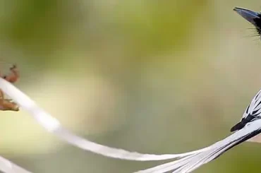 asian-Paradise-flycatcher