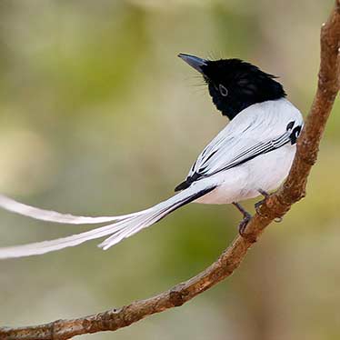 Asian Paradise Flycatcher