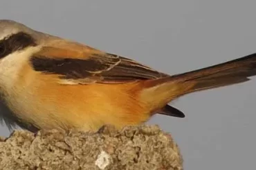 Bay Backed Shrike