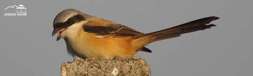 Bay Backed Shrike
