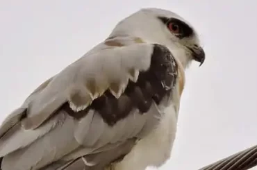Black-shouldered Kite