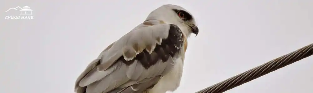 Black-shouldered Kite