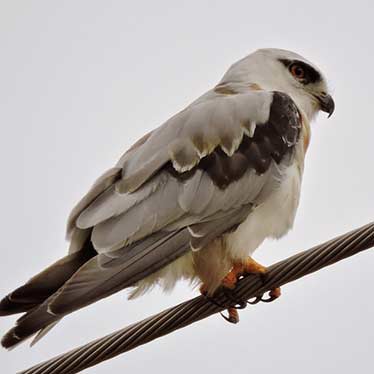 Black shouldered kite