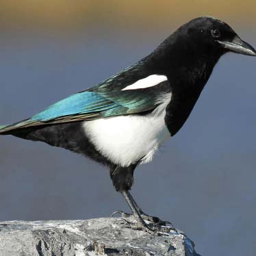 Black billed magpie