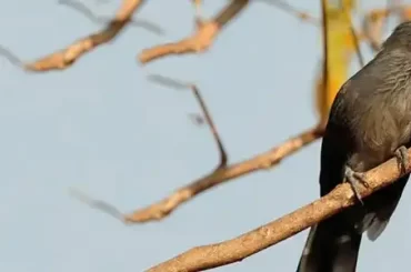 Blue-faced Malkoha