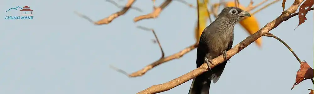 Blue-faced Malkoha
