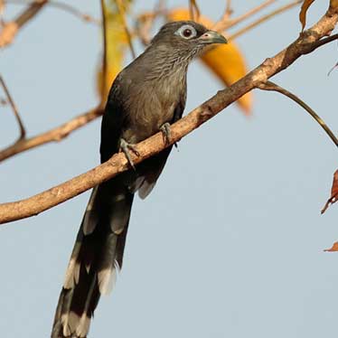 Blue Faced Malkoha