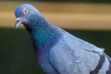 blue-rock-pigeon