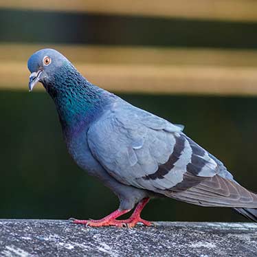 Blue Rock Pigeon