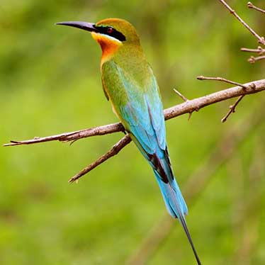 Blue tailed Bee Eater