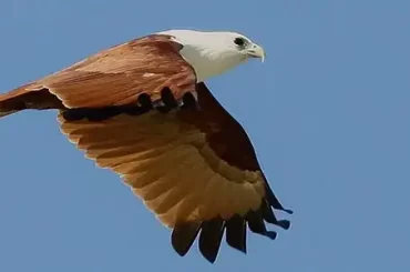 Brahminy Kite