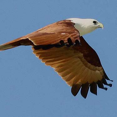 Brahminy Kite