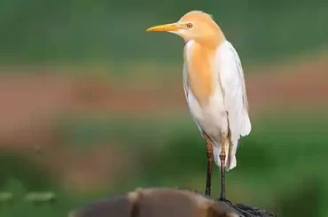 cattle-egret