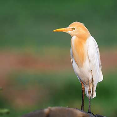 Cattle Egret