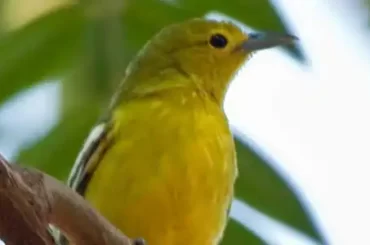 common-Iora
