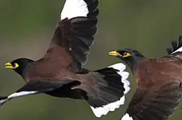 Common Myna