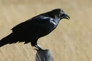 common-raven
