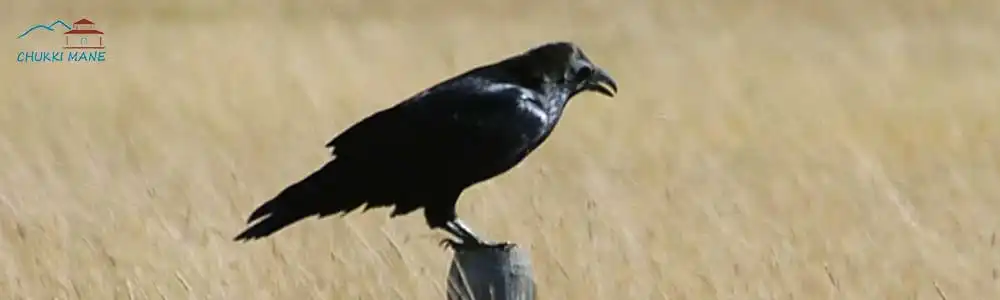 common-raven