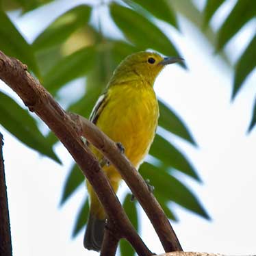 Common Iora