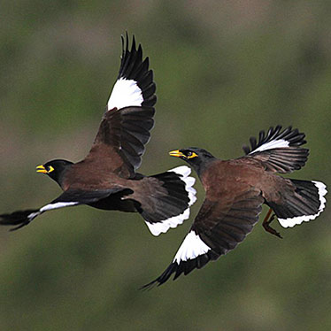 Common Myna