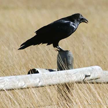 Common Raven