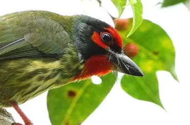 Coppersmith Barbet