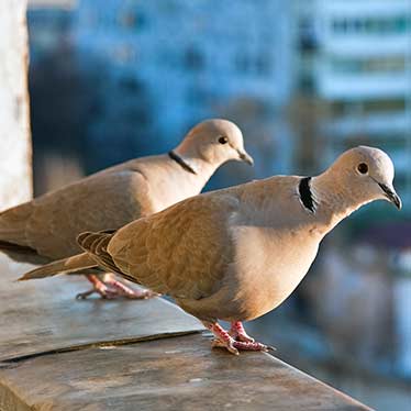 Eurasian Collared Doves