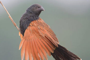 Greater Coucal near ChukkiMane