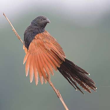 Greater Coucal